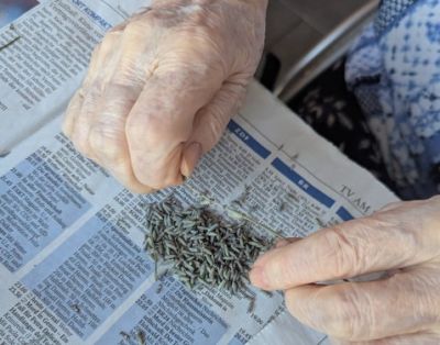 Ein duftender Vormittag auf unserer Terrasse – Bild 5